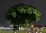 Alun alun Kidul Yogyakarta