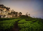 Kebun Teh Nglinggo Yogyakarta