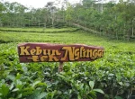 Kebun Teh Nglinggo Yogyakarta