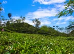 Kebun Teh Nglinggo Yogyakarta