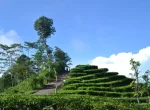 Kebun Teh Nglinggo Yogyakarta