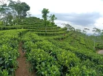 Kebun Teh Nglinggo Yogyakarta