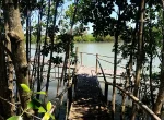 Wana Tirta Mangrove Forest Yogyakarta