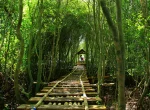Wana Tirta Mangrove Forest Yogyakarta