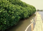 Wana Tirta Mangrove Forest Yogyakarta