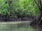 Wana Tirta Mangrove Forest Yogyakarta