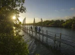 Wana Tirta Mangrove Forest Yogyakarta